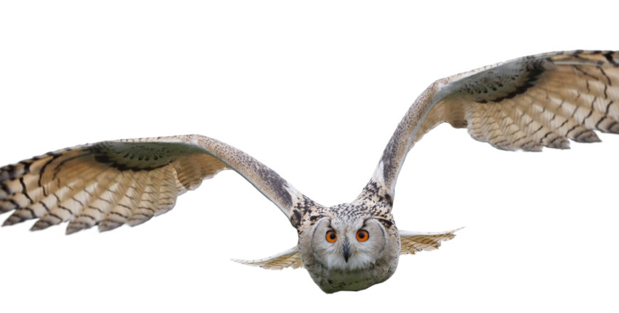 Flying owl