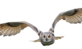 Flying owl Flying owl