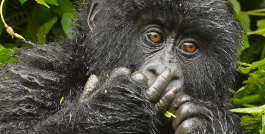 Gorilla Fingers