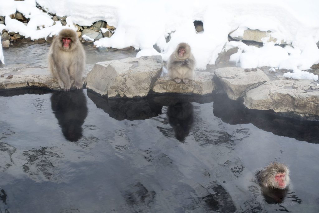 Monkeys in a hot spring
