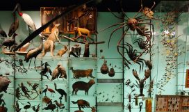 2020 NY Museum of Natural History Biodiversity Hall 2020 NY Museum of Natural History Biodiversity Hall
