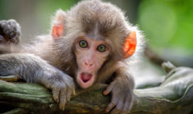 Baboon Baby Baboon Baby