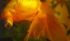 Upside-down Fish Upside-down Fish