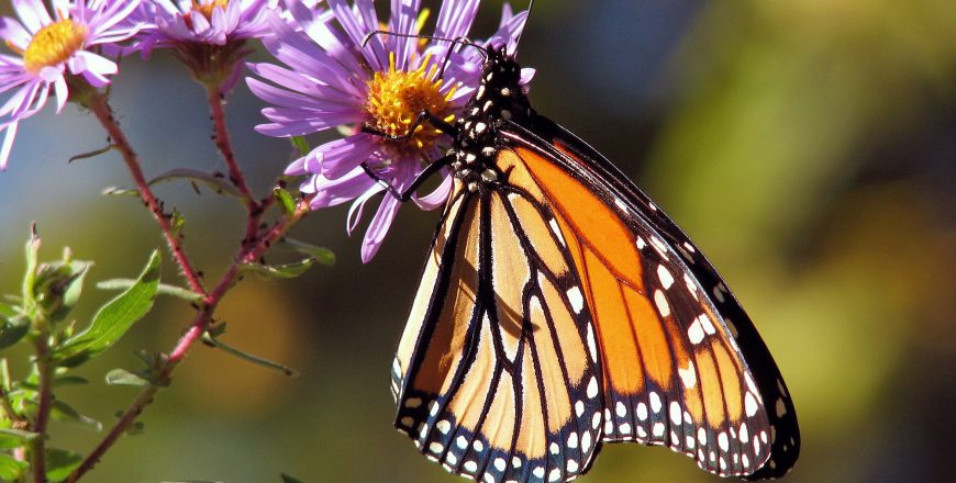 Monarch Butterfly