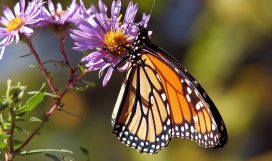 Monarch Butterfly Monarch Butterfly