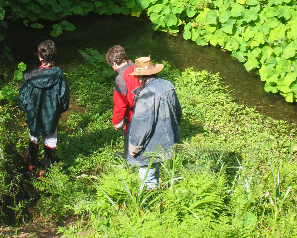 Riparian creek water collection