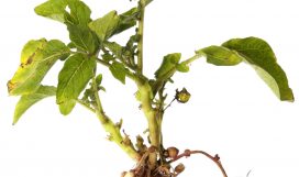 Potato Plant Potato Plant