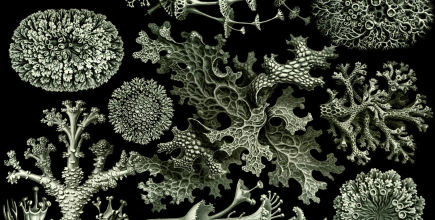 Lichenes Ernst Haeckel Artform of Nature 1904