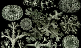 Lichenes Ernst Haeckel Artform of Nature 1904 Lichenes Ernst Haeckel Artform of Nature 1904